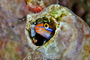 "Mr. Blenny"   D300-60mm with Subsee adapter by Larry Polster 